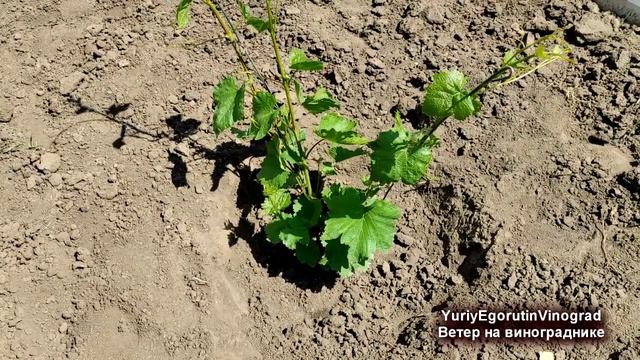 ? Ветер на винограднике! Срочно сделайте ЭТО со своими кустами винограда. Я уже сделал! смотреть онлайн