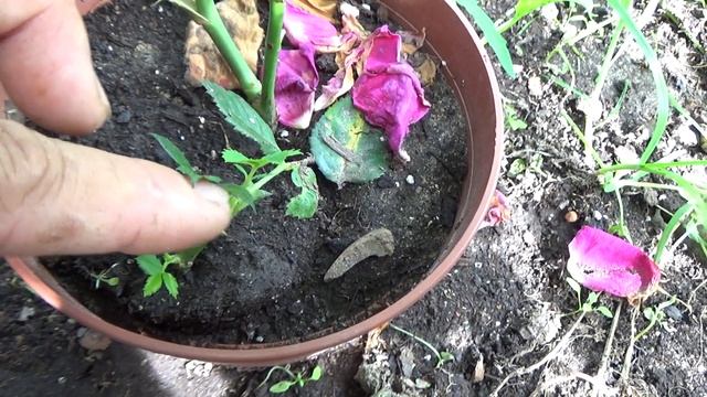 Размножение розы и гортензии черенками. смотреть онлайн