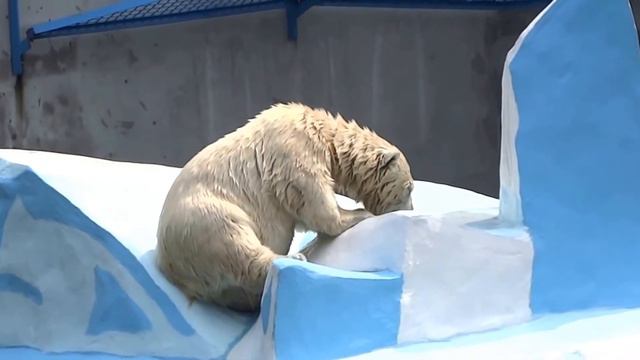 Белые медведи Ростик и Герда. Рыбный рай на медвежьем острове смотреть онлайн