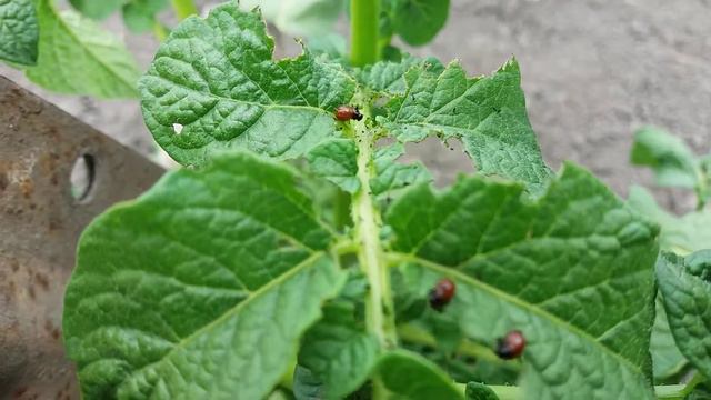 Колорадский жук смотреть онлайн