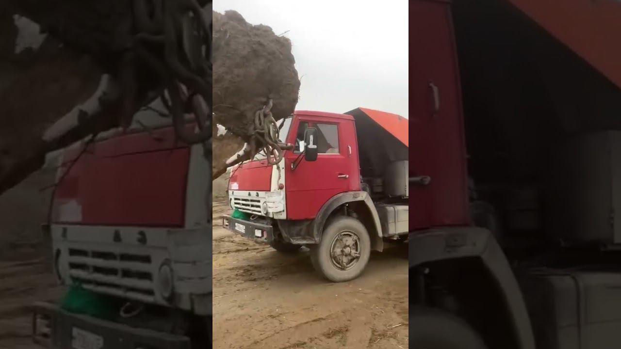 Клубок змей