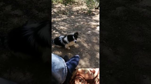 Керч - Феодосия - Ялта - Севастополь - Евпатория на drag star 400 custom смотреть онлайн