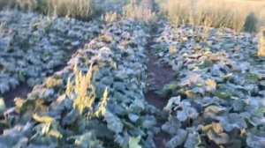 Тыква баттернат СОНАТА F1 в поле Ростовская область