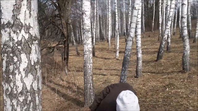 Ураа всей семьей едем за березовым соком, 30 литров сока за 4 часа!!! смотреть онлайн