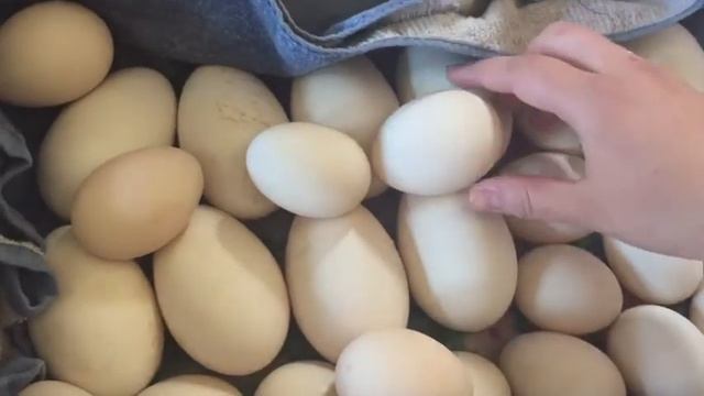 Закладка Гусиных и Утиных яиц в инкубатор несушка. смотреть онлайн