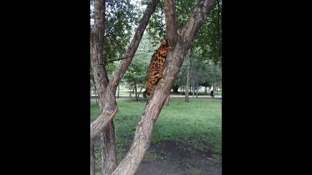 Сафи прогулка