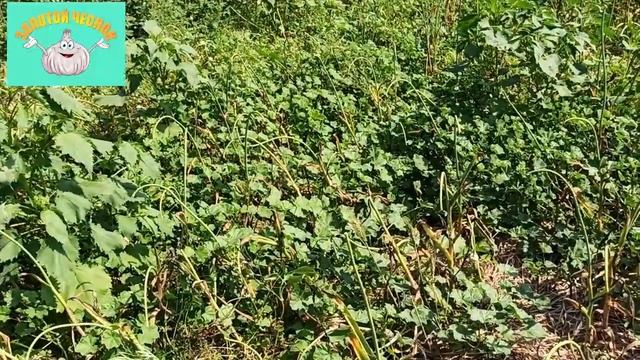 Чеснок под соломой да или нет? смотреть онлайн