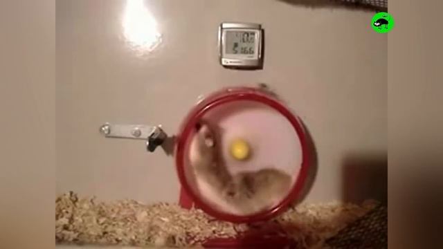 Hamsters Are Crazy - Funny Hamsters Compilation смотреть онлайн