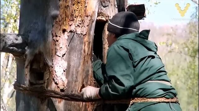 Современное бортевое и колодное пчеловодство смотреть онлайн