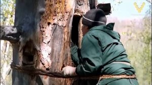 Современное бортевое и колодное пчеловодство