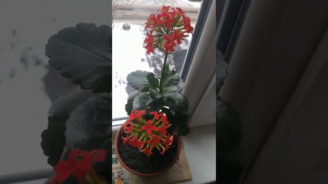 Цветок Каланхоэ Блоссфельда цветёт в январе смотреть онлайн