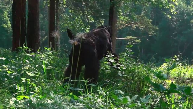 Чёрный терьер - особенности породы смотреть онлайн