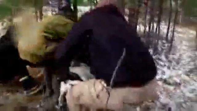 Американские бульдоги и непонятно зачем отпущенный кабан смотреть онлайн