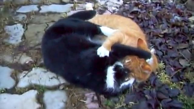 Супер драка котов!!! - смешное видео, приколы, смотреть онлайн смотреть онлайн