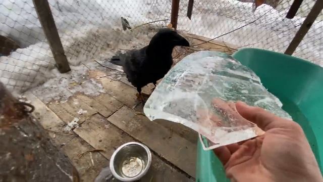Отделка в вольере у ворона Гоши / Отвечаю на частые вопросы. смотреть онлайн
