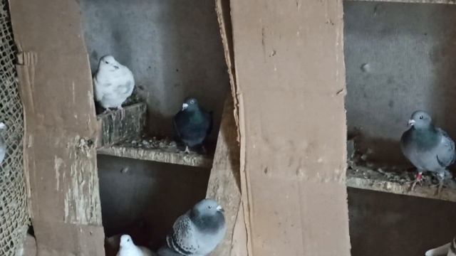 ПОЧТОВЫЕ ГОЛУБИ В НЕСПОКОЙНОЕ ВРЕМЯ, НОРМАЛЬНО СИДЯТ НА ЯЙЦАХ. смотреть онлайн