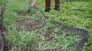 ОБЗОР  Сидераты, которые не любят огородники. Какие седераты не стоит сеять весной и почему