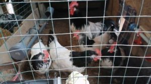 Куры породы Лакенфельдер, Цыплята и яйцо