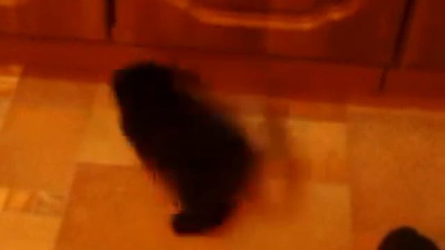 Яшка циган смотреть онлайн