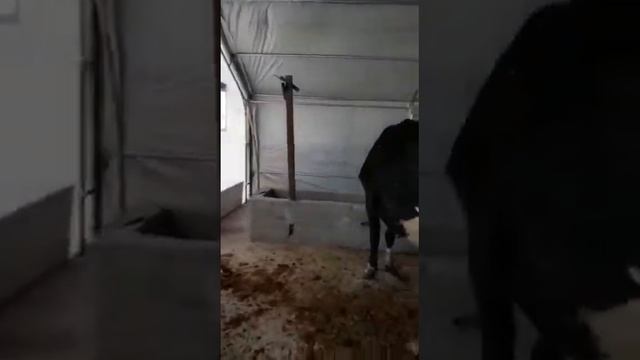 ????#ANKARA #GÜDÜL????ĞERLİ MÜŞTERİM DİLEK HANIMA 10X15=150M2 MAKASLI SİSTEM смотреть онлайн