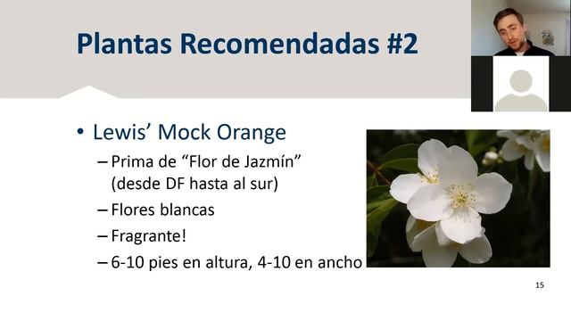 Plantas nativas para polinizadores y colores смотреть онлайн