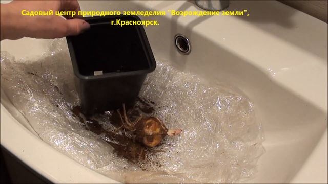 Как сохранить посадочный материал лилий? смотреть онлайн