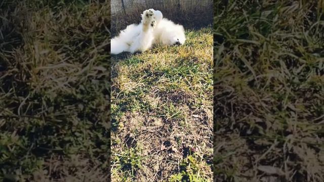 Наш мальчик неваляшка Самоеда.#щенкисамоеда #samojedewelpe #lustigehunde #funnydogs смотреть онлайн