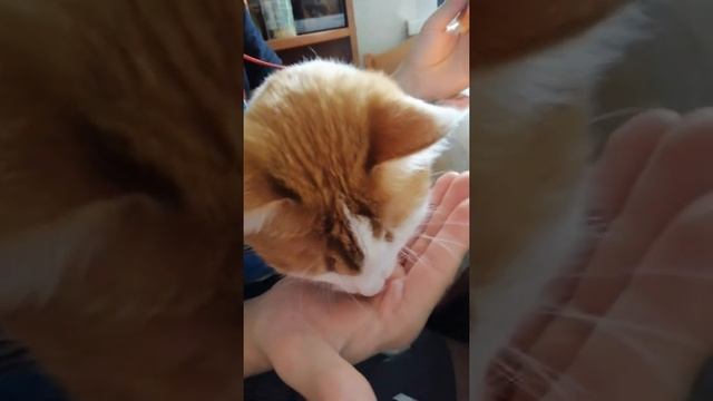 Кот любит мягкие вафли=)