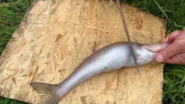 РАЗДЕЛКА СУДАКА КАК РАЗДЕЛАТЬ СУДАКА ОЧИСТКА РЫБЫ БЫСТРАЯ РАЗДЕЛКА