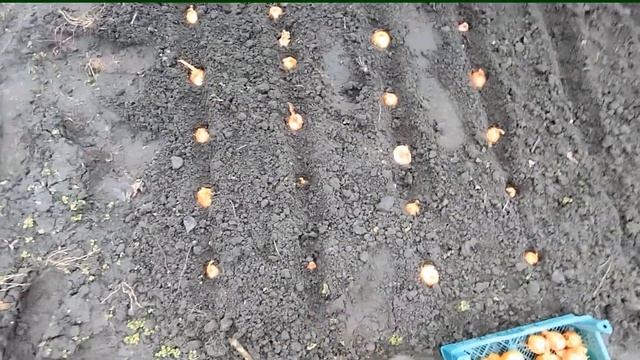 Цінні поради щодо посіву насіння цибулі - чорнушки. Хороший урожай цибулі без витрат на насіння смотреть онлайн