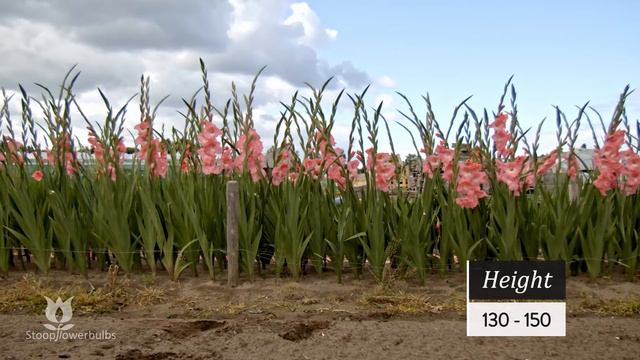 GLADIOLUS - FLEVO GRACE смотреть онлайн