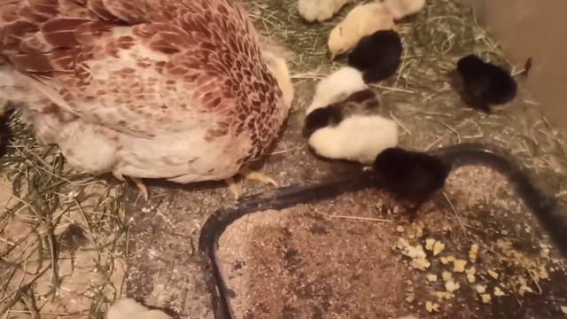 Минус 2 цыпленка за ночь. Буду опять травить крыс! смотреть онлайн