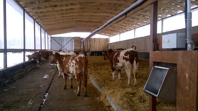 Первая чистка кормонавозного проезда у молочных коров