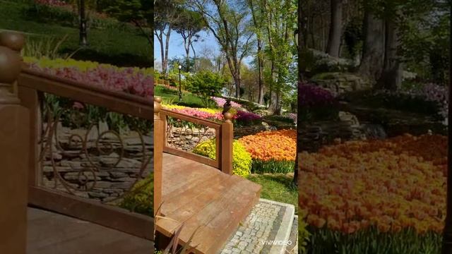 #shorts ФЕСТИВАЛЬ ТЮЛЬПАНОВ СТАМБУЛ ТУРЦИЯ TULIP Festival ISTANBUL TURKEY LALE FESTIVALI 2022 APRIL смотреть онлайн