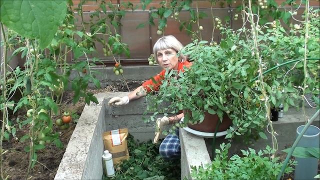 Как поступить с дачными органическими отходами? смотреть онлайн