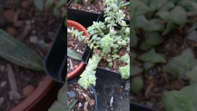 Succulents - Crassula - Ivory towers Perforata смотреть онлайн