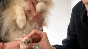 Как шпицу подстричь ногти ? Уход за собакой