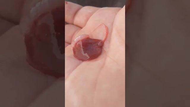 Сердца рыбы (сазан) смотреть онлайн