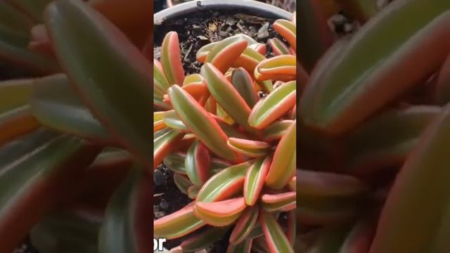 peperomia Graveolens Ruby смотреть онлайн