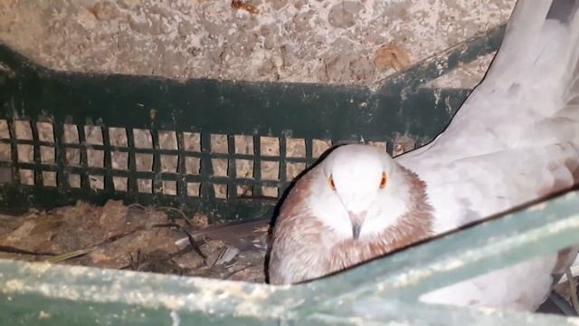 В голубятне бардачек.... смотреть онлайн