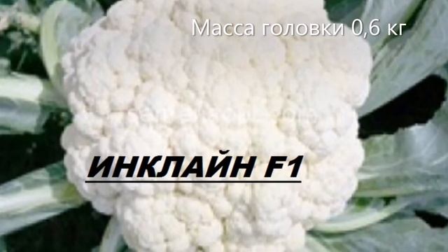 Путешествия с подругами