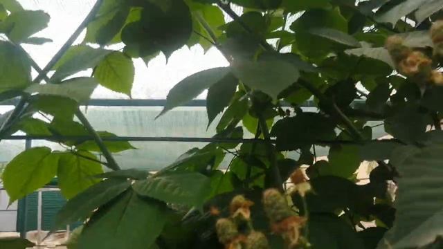 Ежевика Бжезина, Небеса могут подождать, Лох Тей, 17.07.23 г. смотреть онлайн