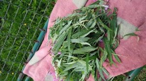 как сделать иван чай со вкусом и запахом чернослива, но вы его не добавляете в чай, он сам так може