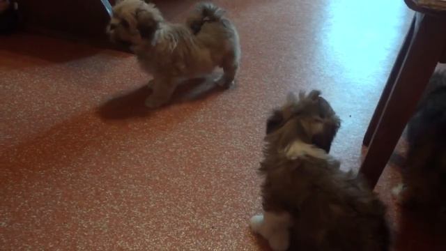 Щенки лхаса апсо 2 мес. смотреть онлайн