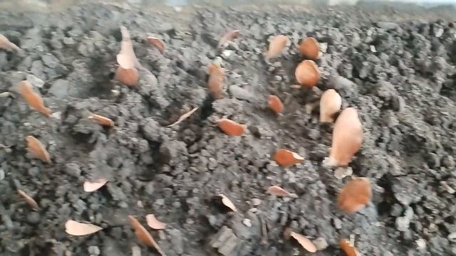 Клен Остролистный, сорт Кримсон Кинг из семян. Часть 2я, первые всходы. смотреть онлайн