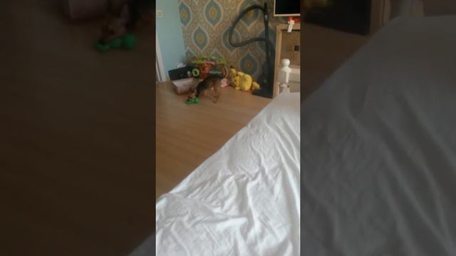 Говорящий пёс Марсель и новая игрушка. смотреть онлайн