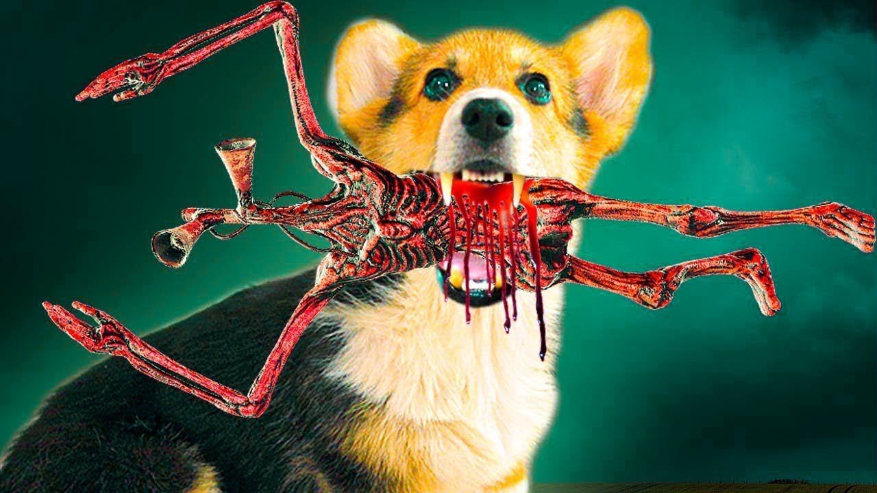 Коржачий рэп целый час подряд! Корги Кекс Поющая собака смотреть онлайн