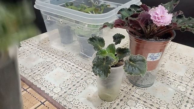 Мой опыт посадки, пересадки фиалок, пасынков, деток смотреть онлайн