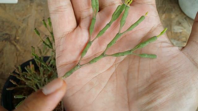 || UPDATE AND PROPAGATION OF DANCING BONE CACTUS || смотреть онлайн