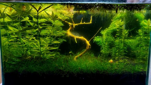 Natural Aquarium #2 - Months 3 to 6 - Nerite, Amanos and other little friends смотреть онлайн